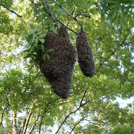 Dom wakacyjny Na Vcelej Farme *